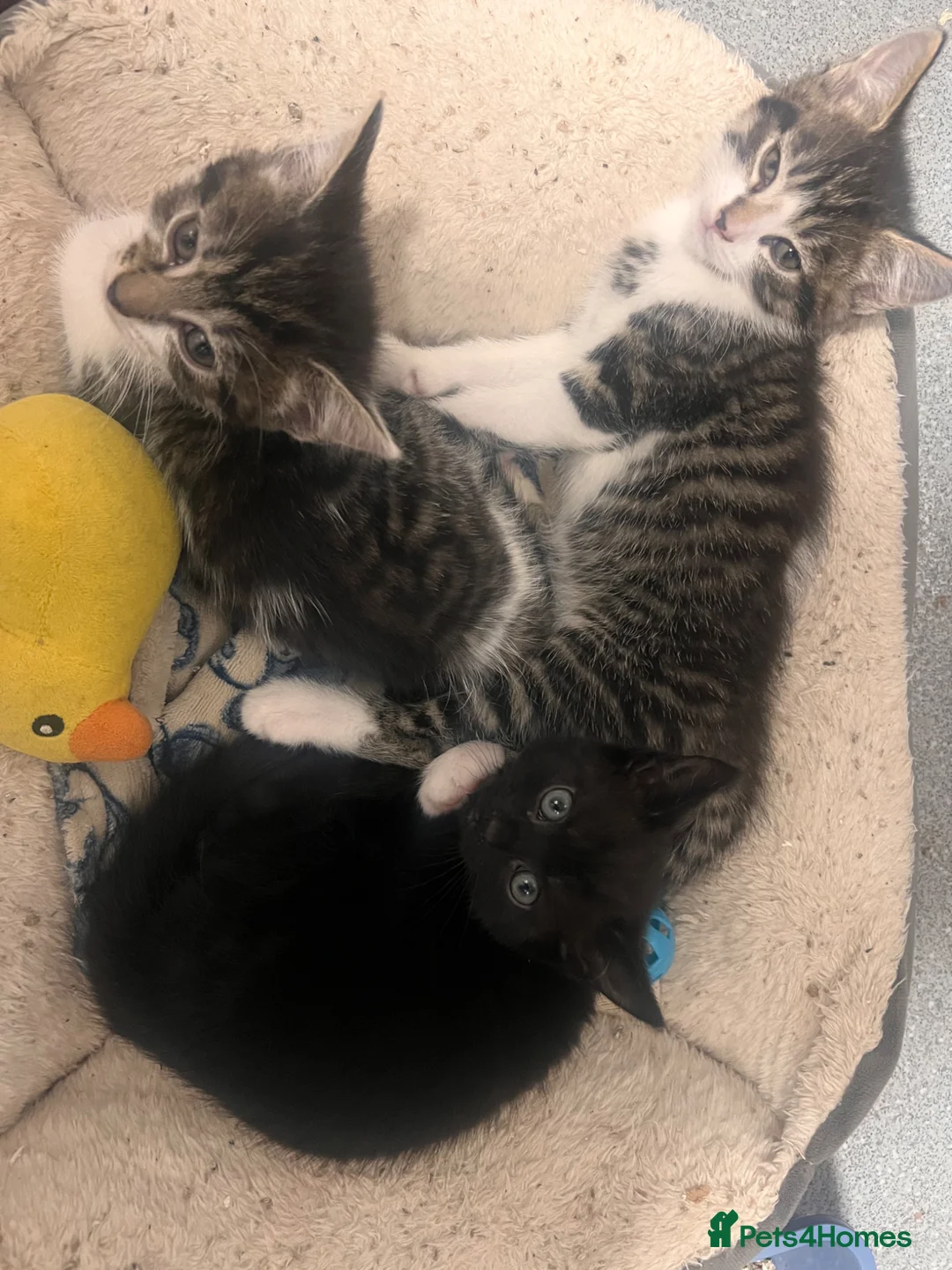 Mixed Breed cats for sale: Last 2 left READY NOW £50 - Advert 1