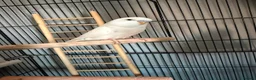 Budgerigars birds for sale: Boy and girl bugdies in Barnsley - Advert 2