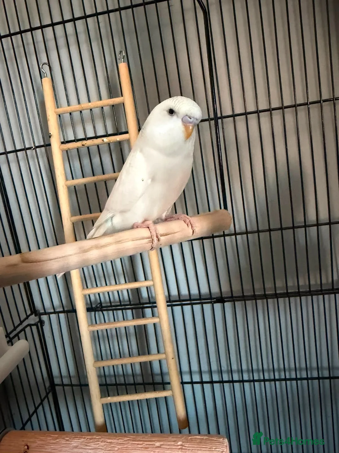 Budgerigars birds for sale: Boy and girl bugdies in Barnsley - Advert 2