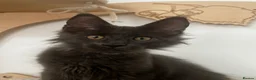 Maine Coon cats for sale: Adorable Gccf registered Mainecoons  - Advert 4
