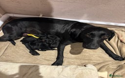 Mixed Breed dogs for sale: Black Lab x GSP puppies for sale - Image 3