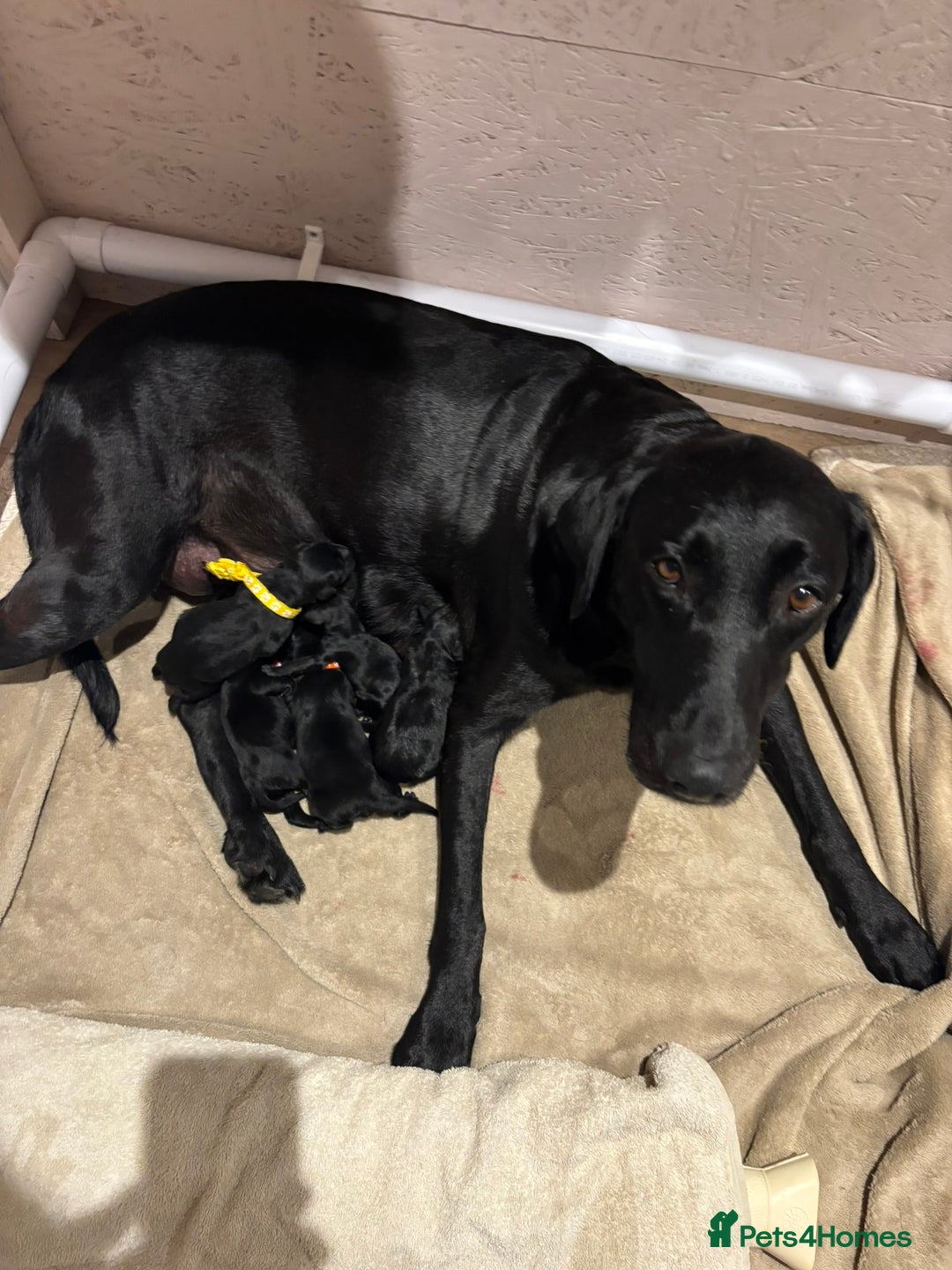 Mixed Breed dogs for sale: Black Lab x GSP puppies for sale - Image 3