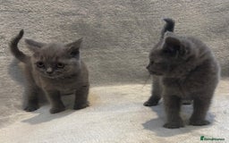British Shorthair cats for sale: British short hair kittens  - Image 1