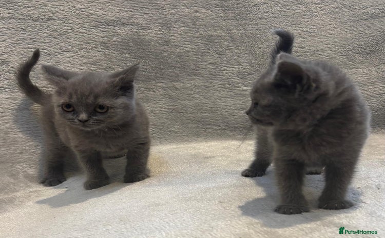 British Shorthair cats - Advert 1