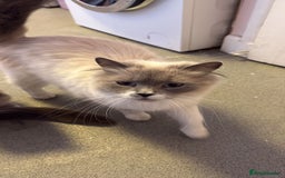 British Shorthair cats for sale: Adorable British Shorthair Kitten - Image 10