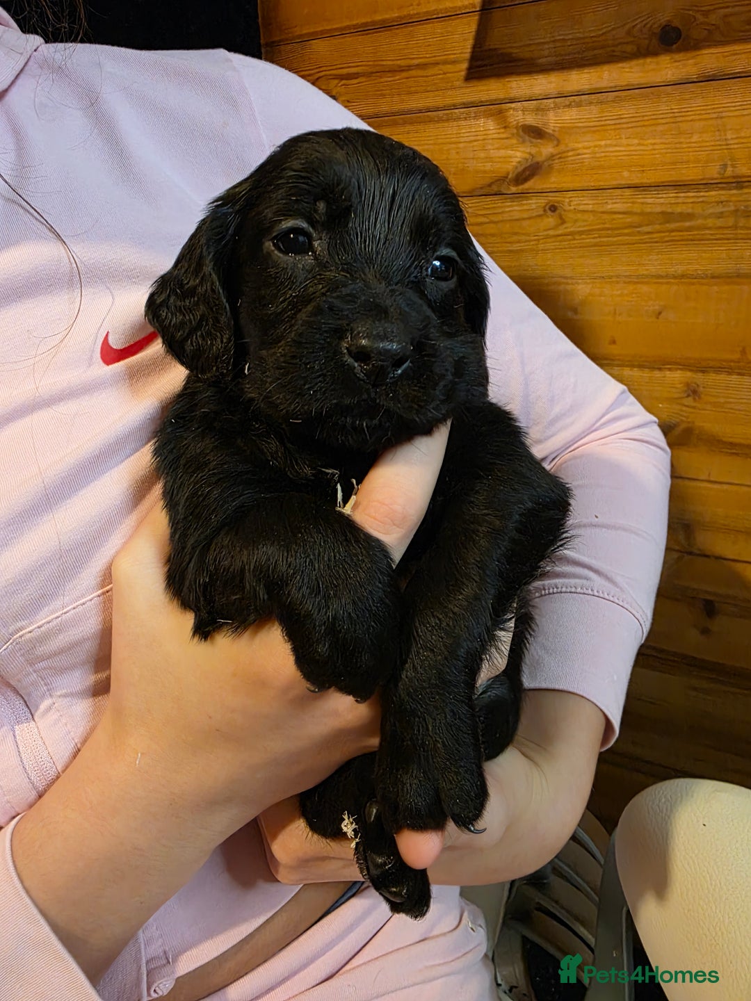 Cocker Spaniel dogs for sale: Beautiful Working KC Reg Cocker Spaniels Puppies - Advert 25