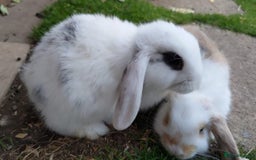 Mini Lop rabbits for sale: Gorgeous Mini lop babies looking for new homes - Image 31