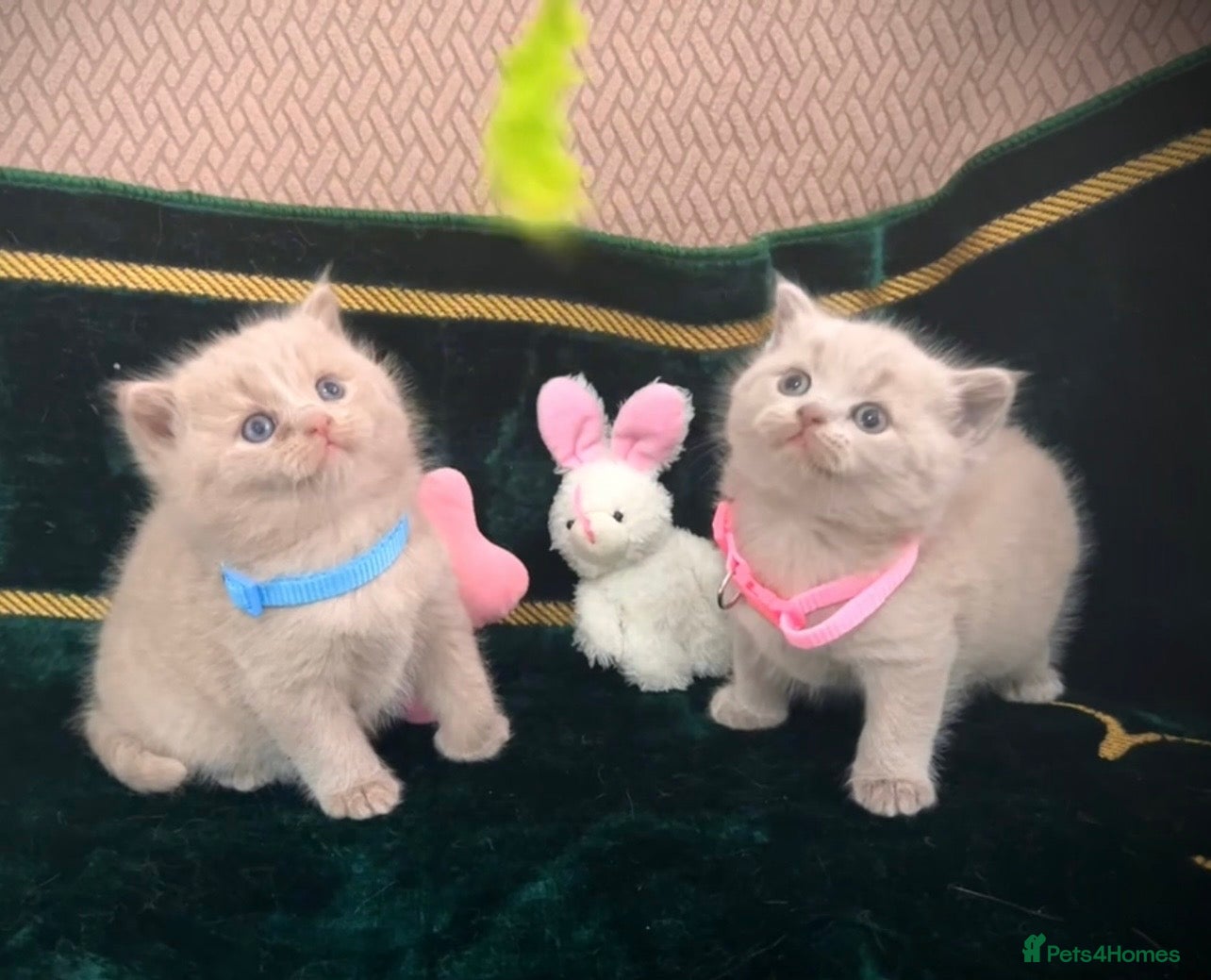 British Shorthair cats British Shorthair Kittens  - Advert 2