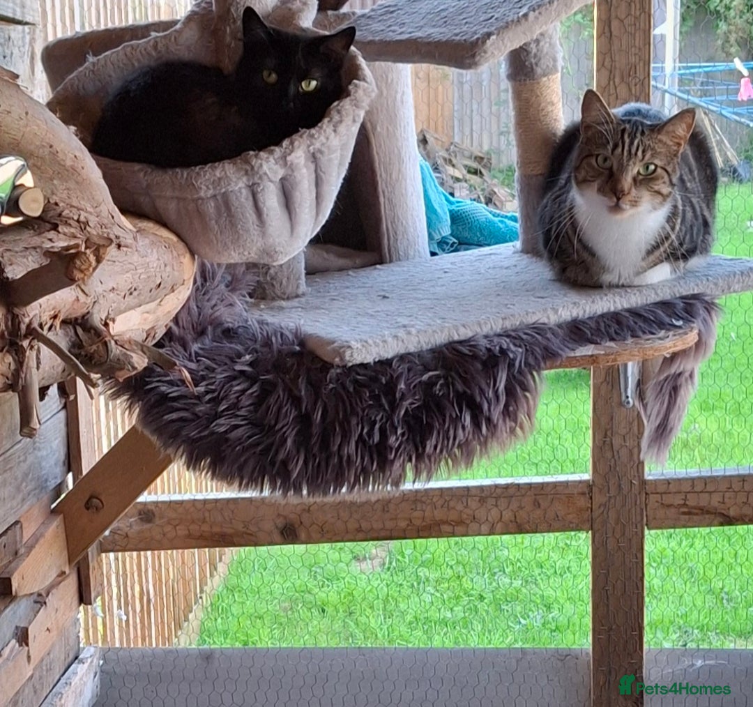 Mixed Breed cats for sale: Gorgeous house cats lovely temperament - Image 1