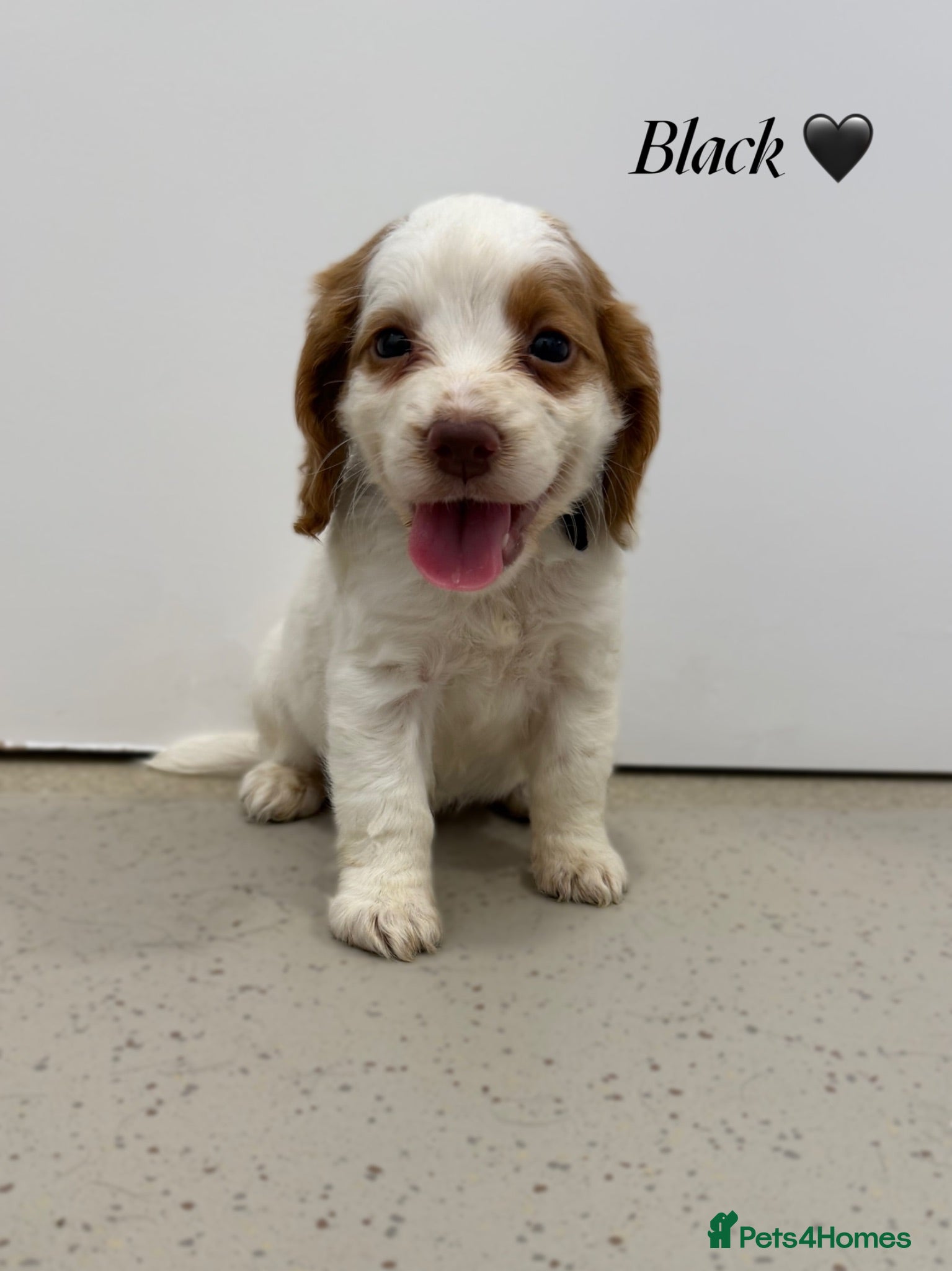 Cocker Spaniel dogs Beautiful cocker spaniel pups for sale! - Advert 1