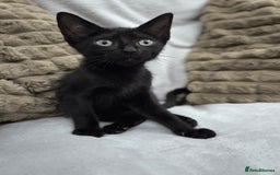 Sphynx cats for sale: Mixed sphynx kittens for sale  - Image 4