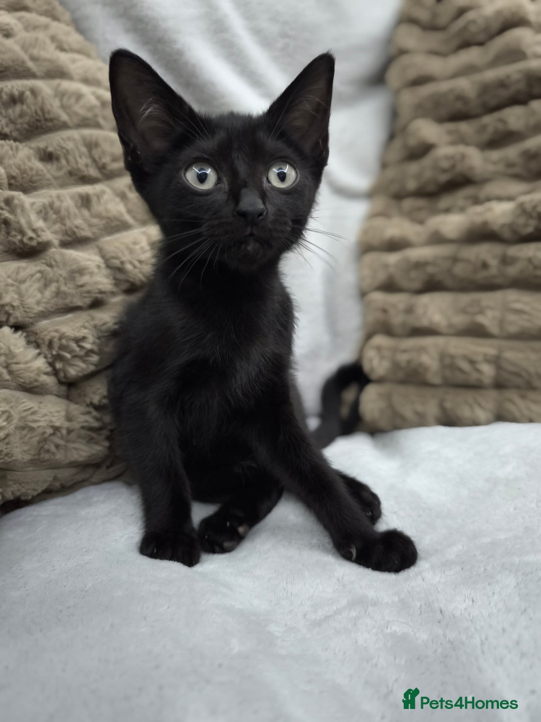 Sphynx cats for sale: Mixed sphynx kittens for sale  - Image 4