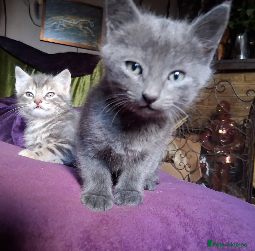 Mixed Breed cats for sale: ⭐️⭐️Stunning Russian Blue X Bengal Kittens ⭐️⭐️⭐️ - Advert 25