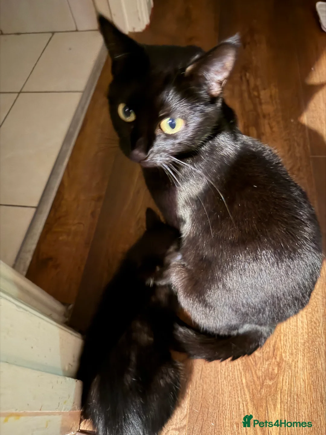 British Shorthair cats for sale: Beautifull kittens  - Advert 1