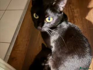 British Shorthair cats Beautifull kittens - Advert 2