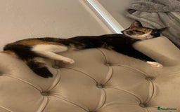 Domestic Shorthair cats for sale: Are you Bambis forever home? - Image 3