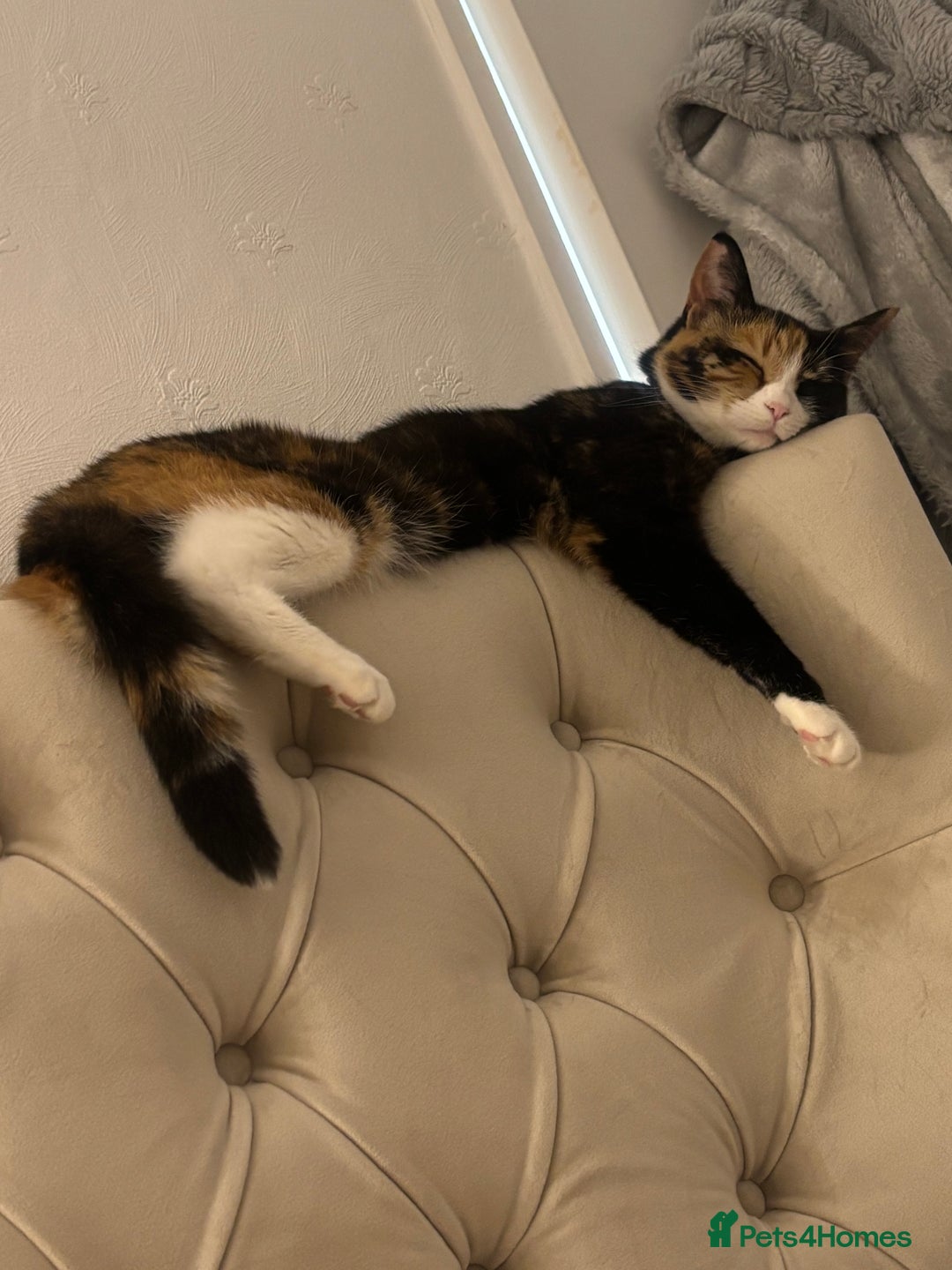 Domestic Shorthair cats for sale: Are you Bambis forever home? - Image 3