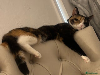 Domestic Shorthair cats Are you Bambis forever home? - Advert 23