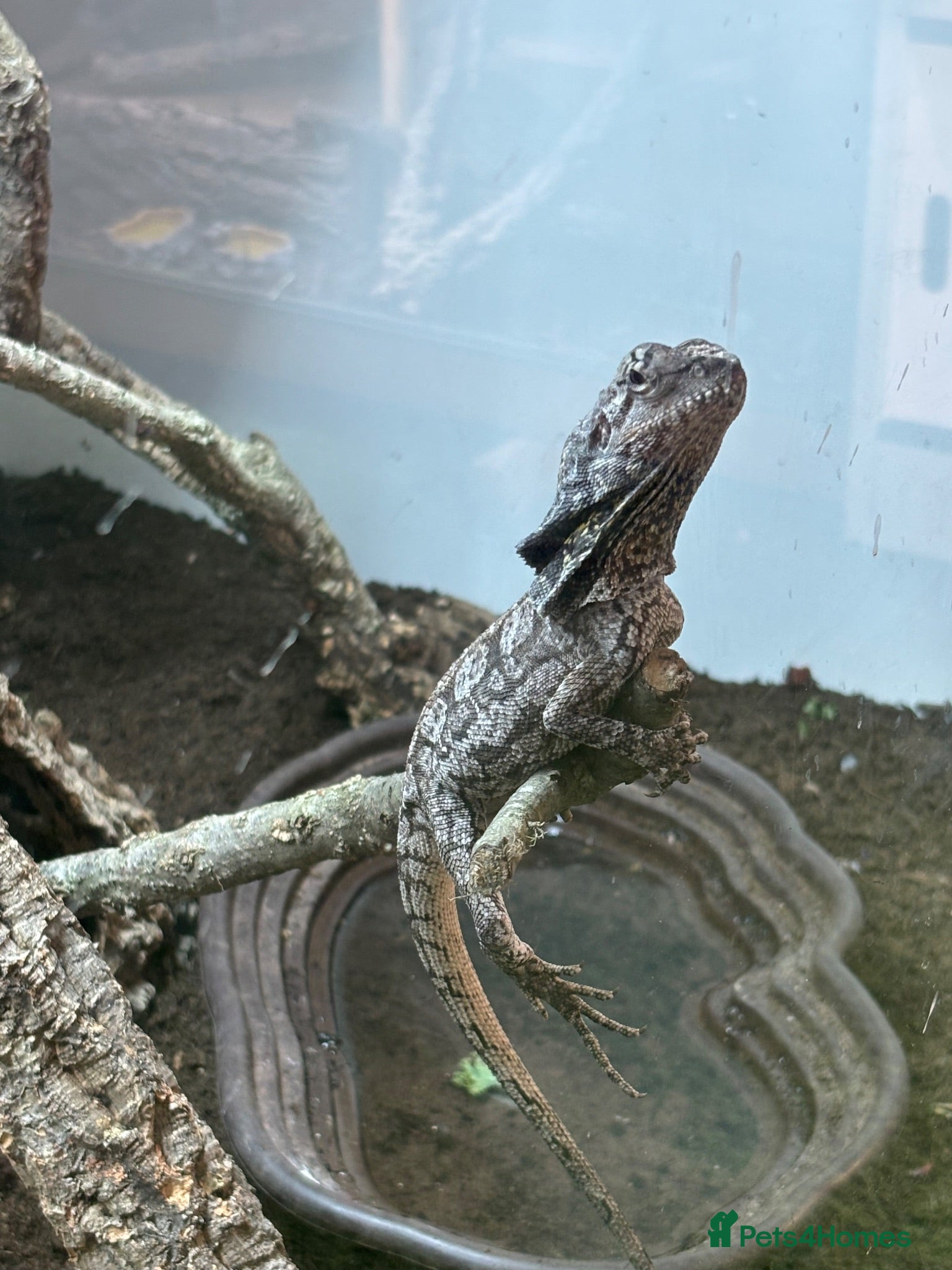 Lizard reptiles Indo/aussie frilled lizard  - Advert 1