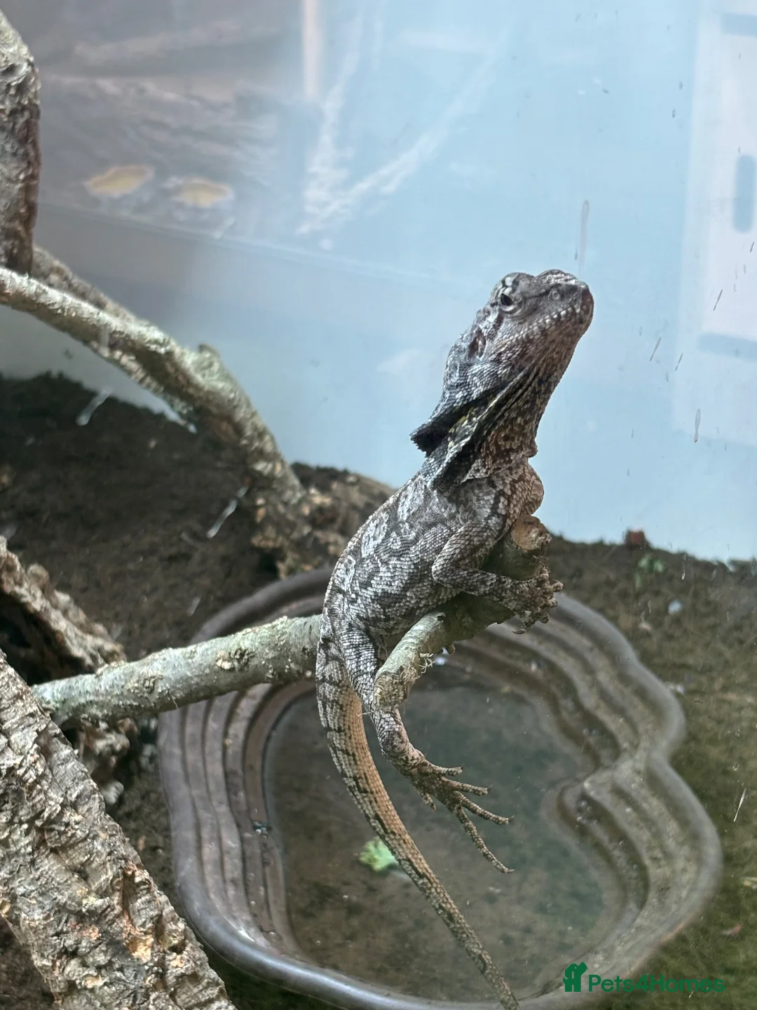 Lizard reptiles for sale: Indo/aussie frilled lizard  in Liverpool - Advert 1