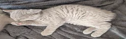 Selkirk Rex cats for sale: 😻 Stunning Selkirk Rex Kittens 😻 - Advert 17
