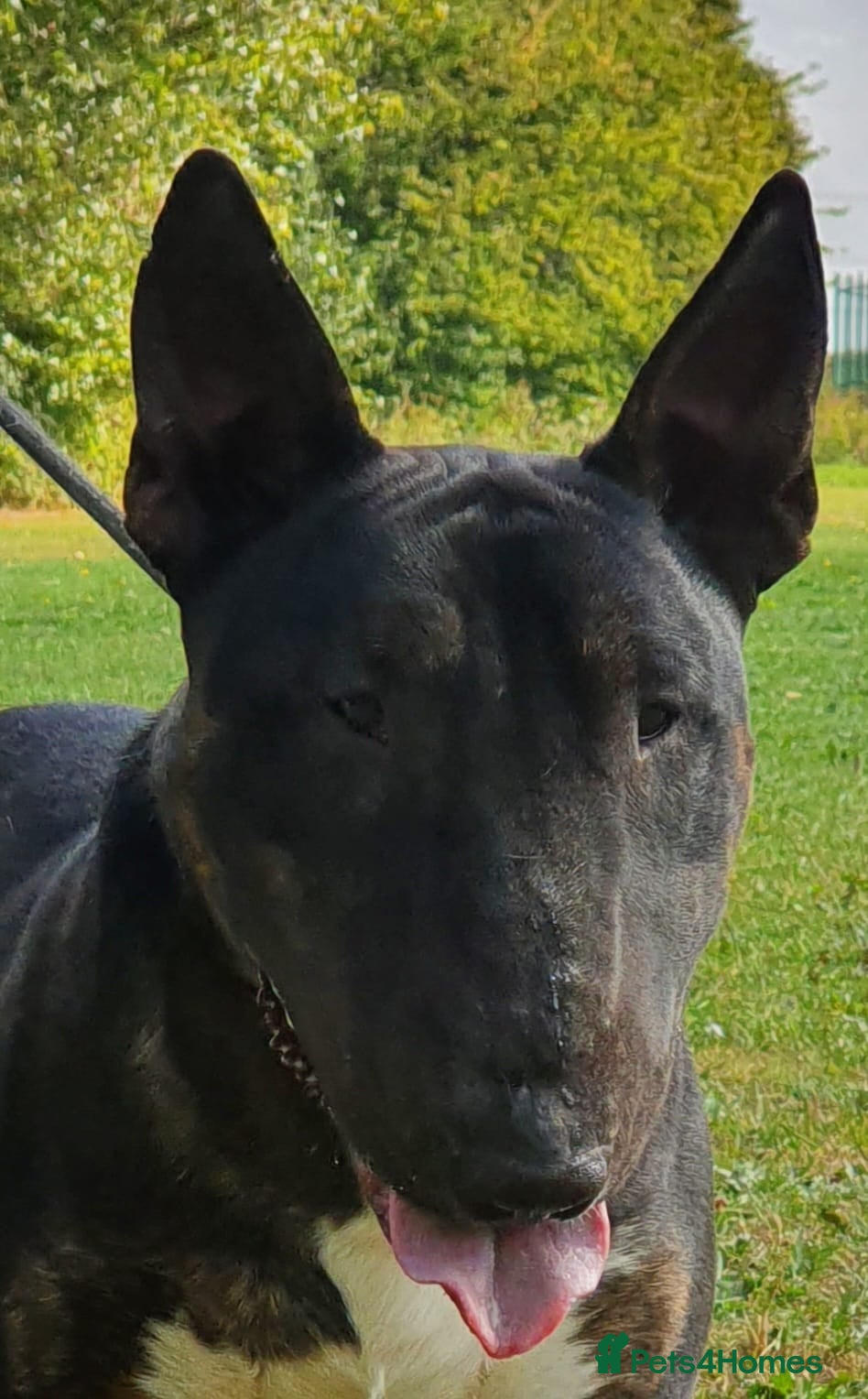 English Bull Terrier dogs Proven Bull Terrier studs x 2 - Advert 1