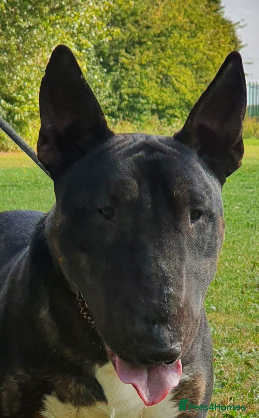 English Bull Terrier dogs for stud: Proven Bull Terrier studs x 2 - Advert 1