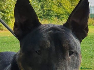 English Bull Terrier dogs Proven Bull Terrier studs x 2 - Advert 1