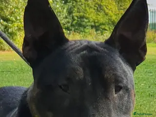 English Bull Terrier dogs Proven Bull Terrier studs x 2 - Advert 4