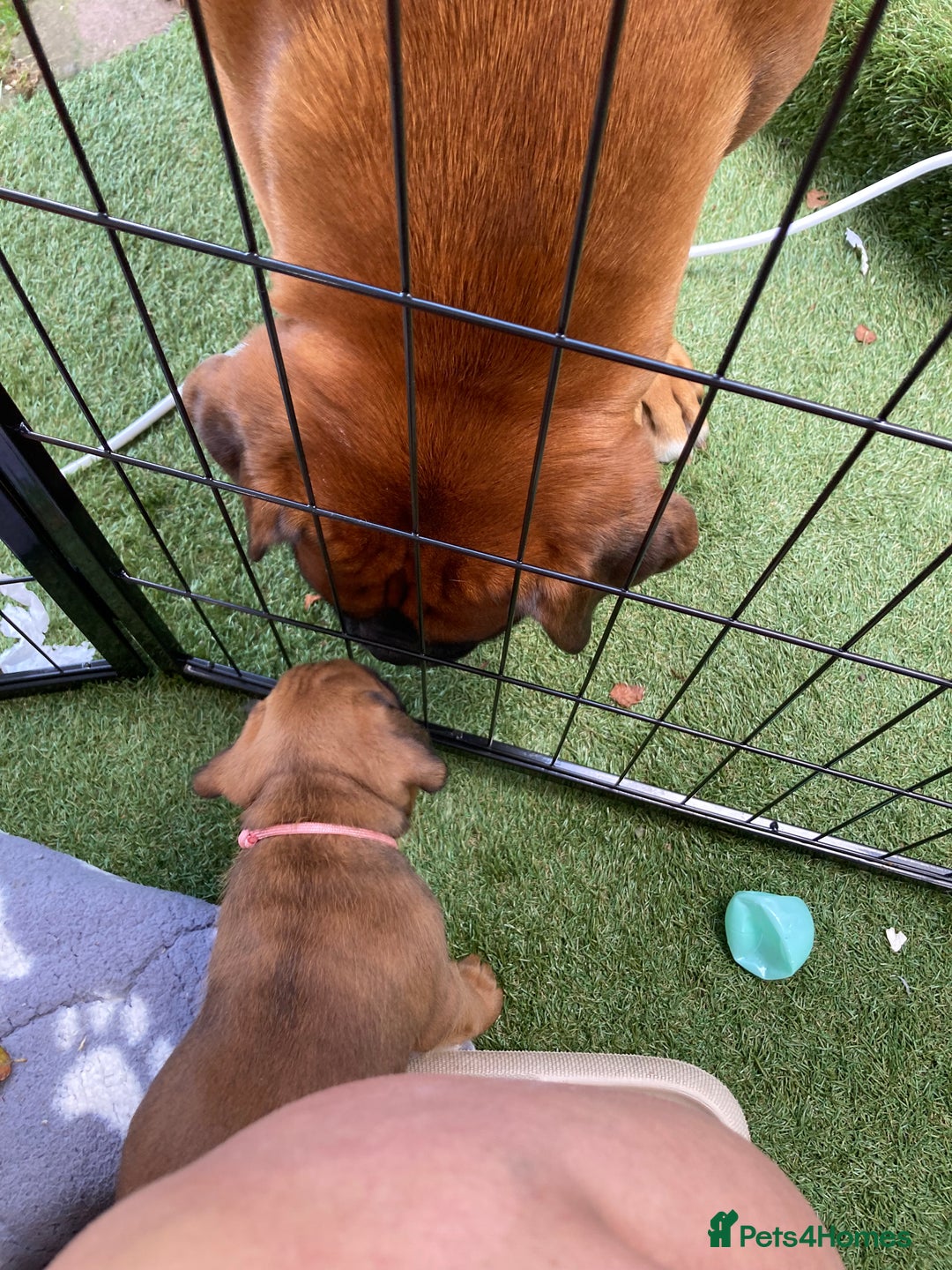 Boxer dogs for sale: Boxer baby girl 💖 - Image 10