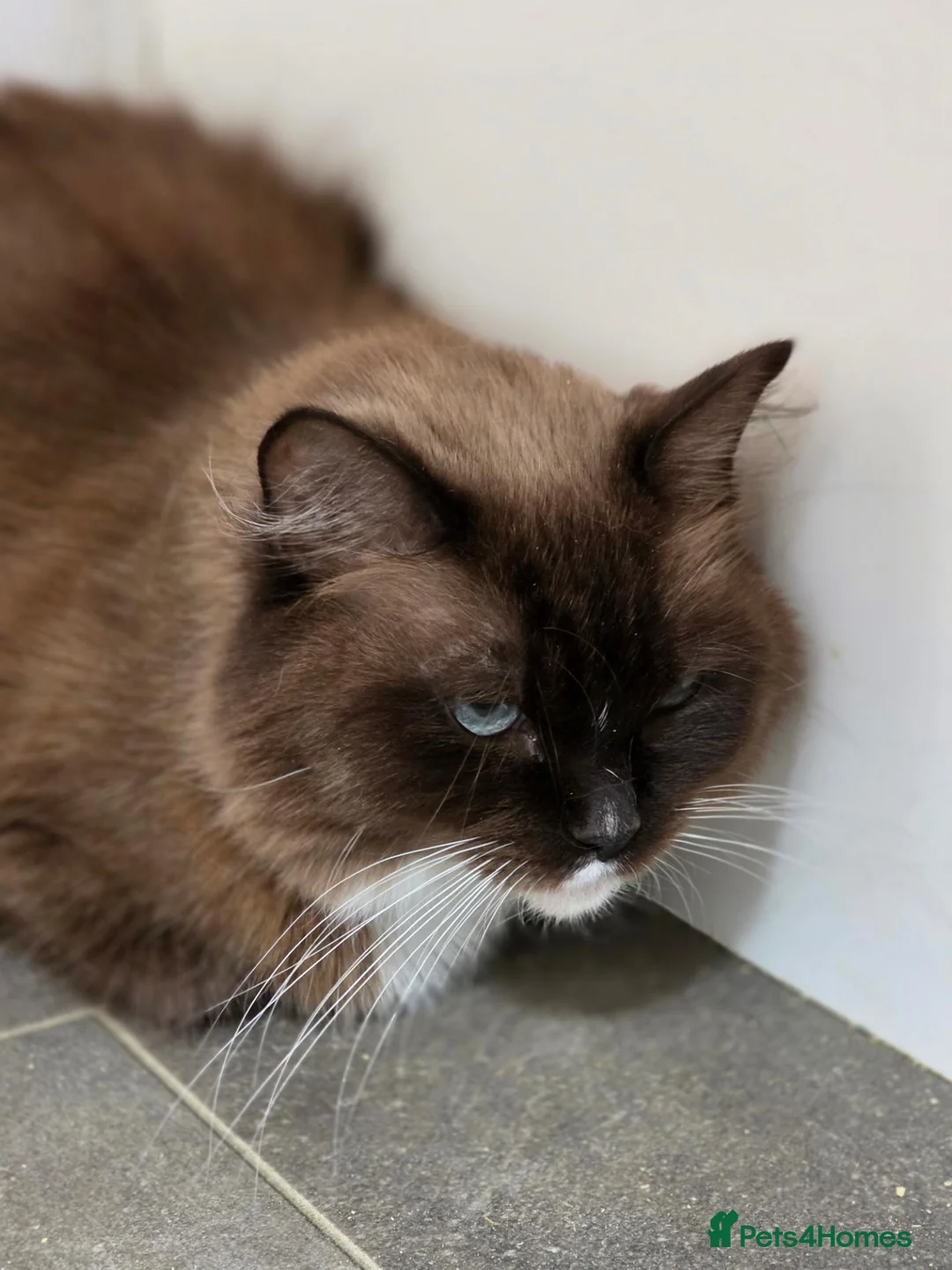 Ragdoll cats for sale: TICA Registered Seal Mink Mitted Ragdoll - Advert 3