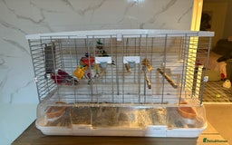 Lovebirds birds for sale: Pair of beautiful baby lovebirds  - Image 1