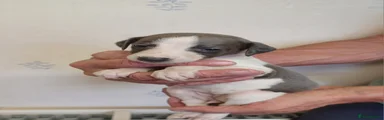 Whippet 11