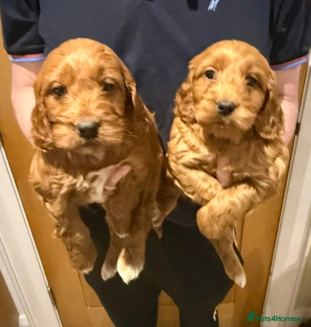 Cocker Spaniel dogs for sale: Cocker Spaniel Puppies - Advert 15