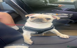 Pug dogs for sale: Rehoming our beautiful girl Bella :(  - Image 5