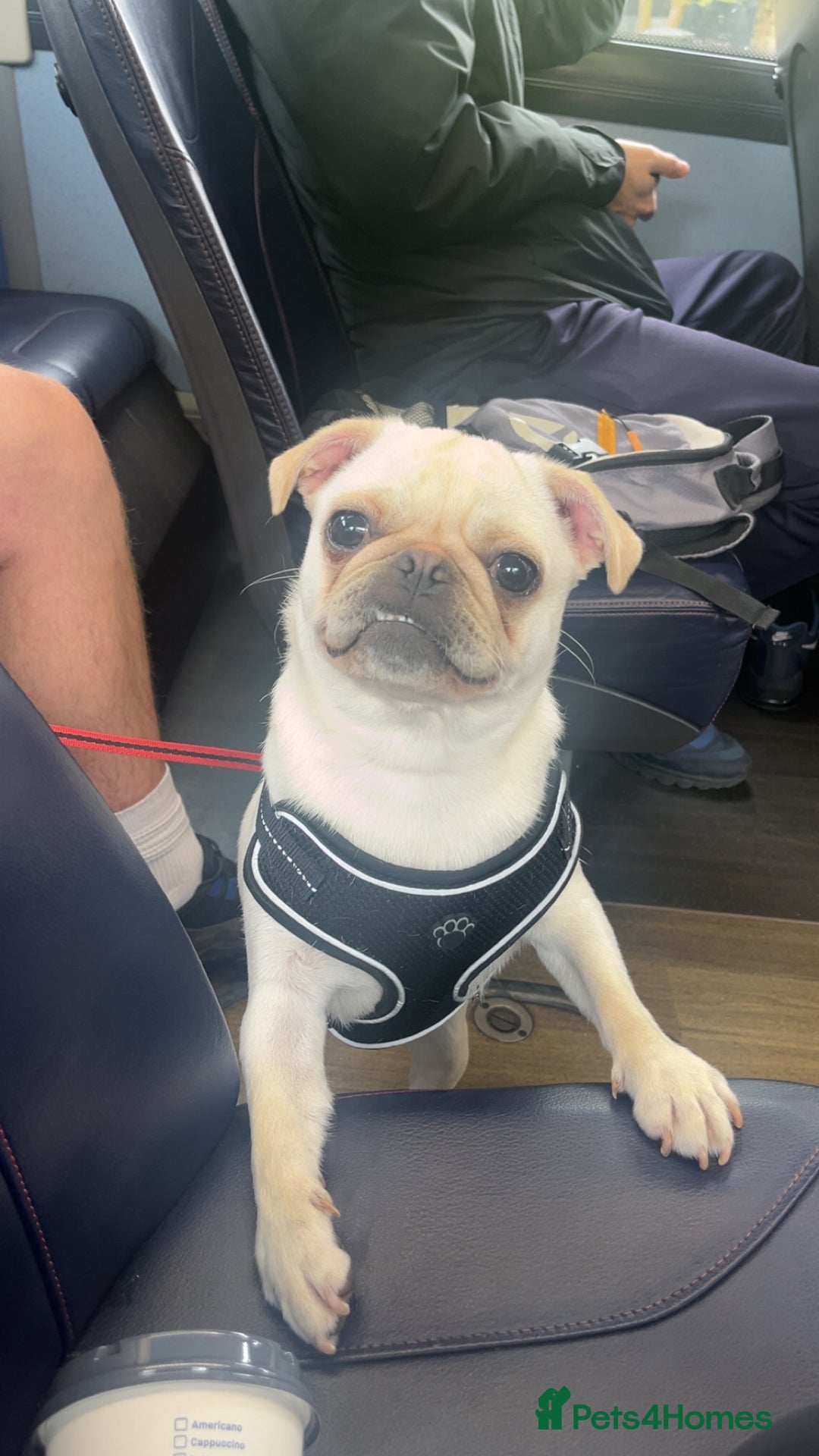 Pug dogs for sale: Rehoming our beautiful girl Bella :(  - Image 5