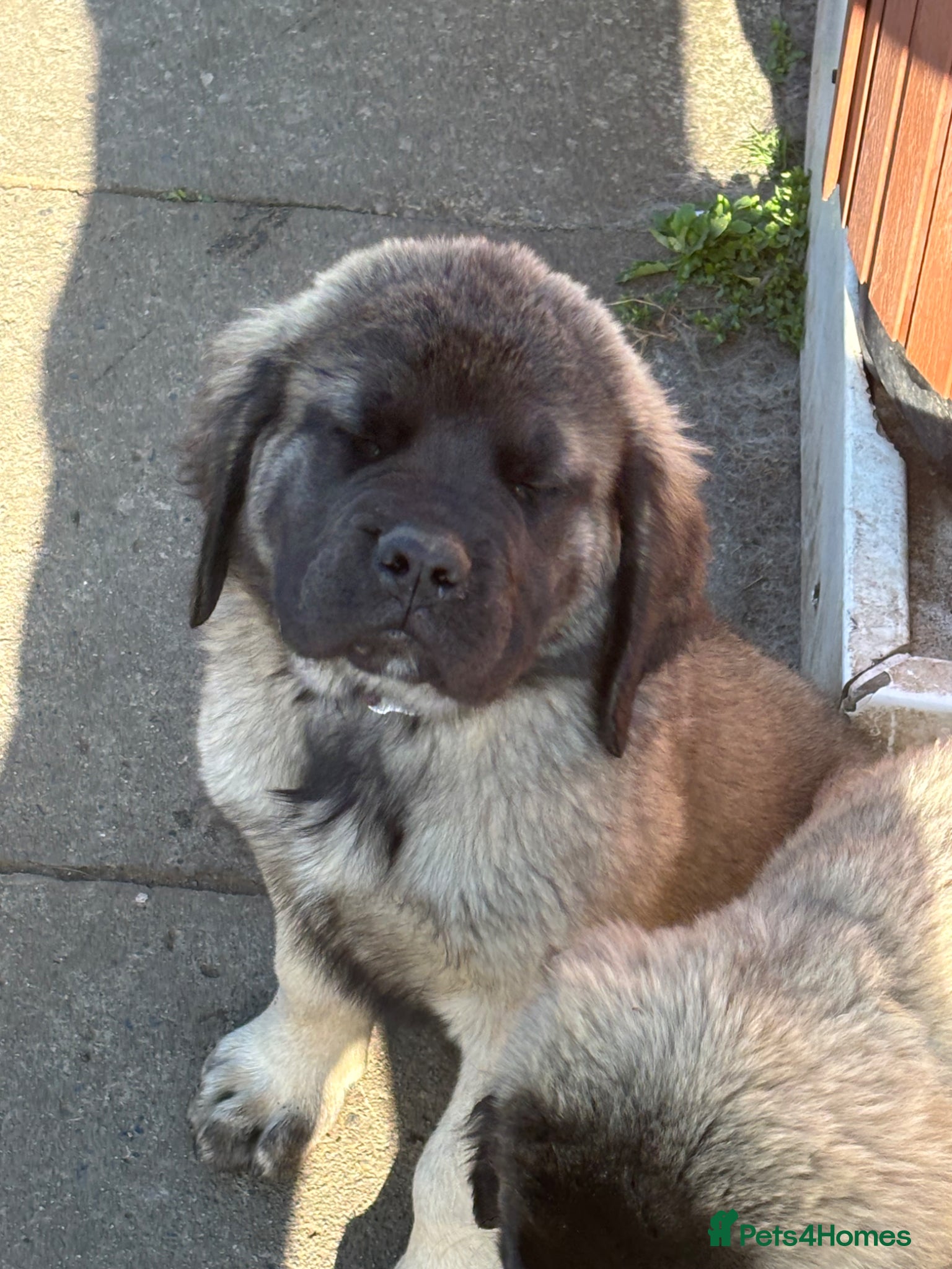 Mastiff dogs Kc reg old English mastiff puppies - Advert 1