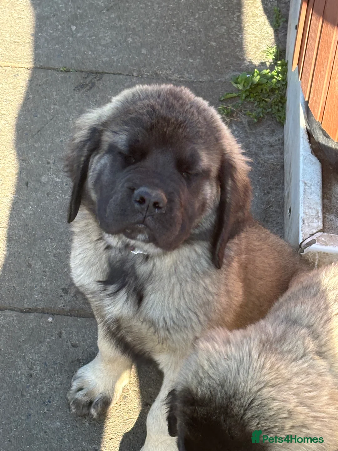 Mastiff dogs for sale: Kc reg old Ellis’s mastiff puppies - Advert 1