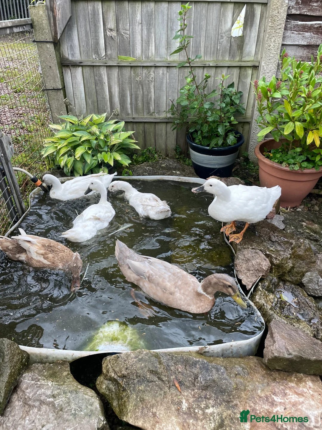 Ducks poultry for sale: Four runner ducks, three girls, one boy  - Advert 1