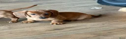 Miniature Dachshund dogs for sale: Gorgeous miniature dachshunds READY NOW - Advert 9