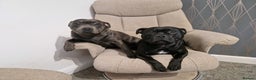 Staffordshire Bull Terrier dogs for stud: Boris + Caesar - Advert 4