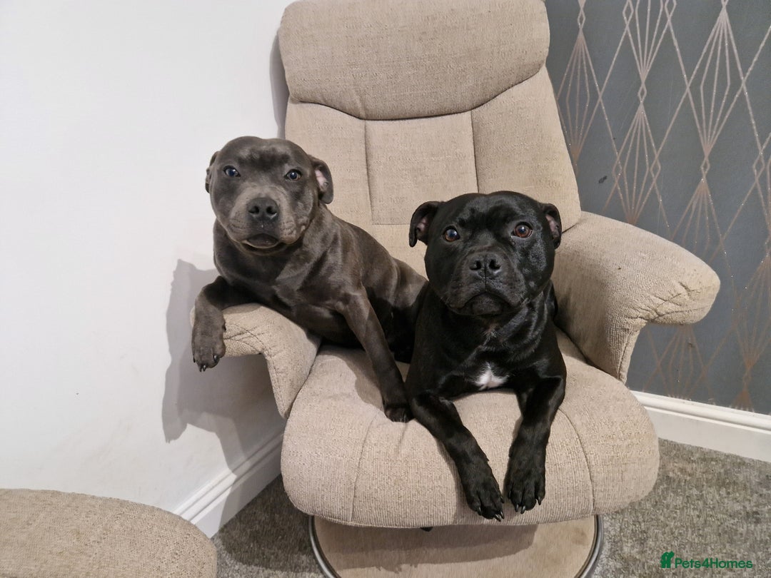 Staffordshire Bull Terrier dogs for stud: Boris + Caesar - Advert 4