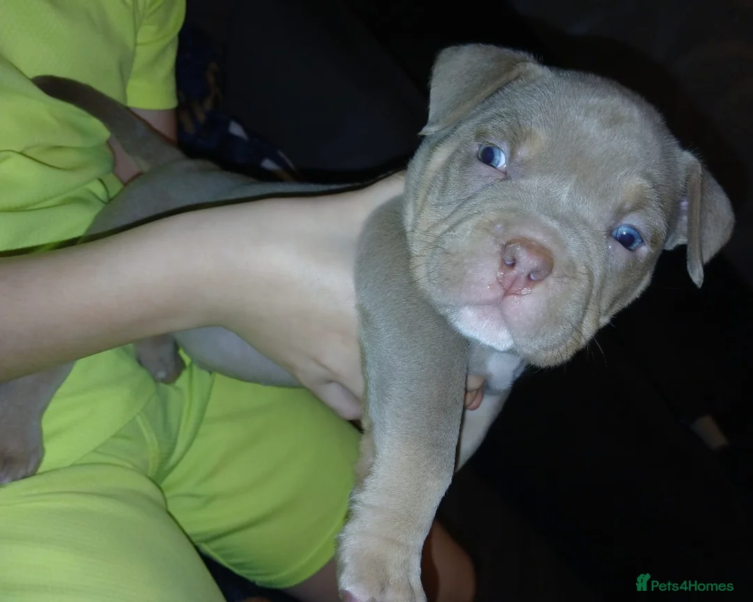 American Bully dogs for sale: POCKET BULLYS CHAMPION BLOOD LINES ABKC REGISTERD - Advert 17