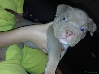 American Bully dogs POCKET BULLYS CHAMPION BLOOD LINES ABKC REGISTERD - Advert 4