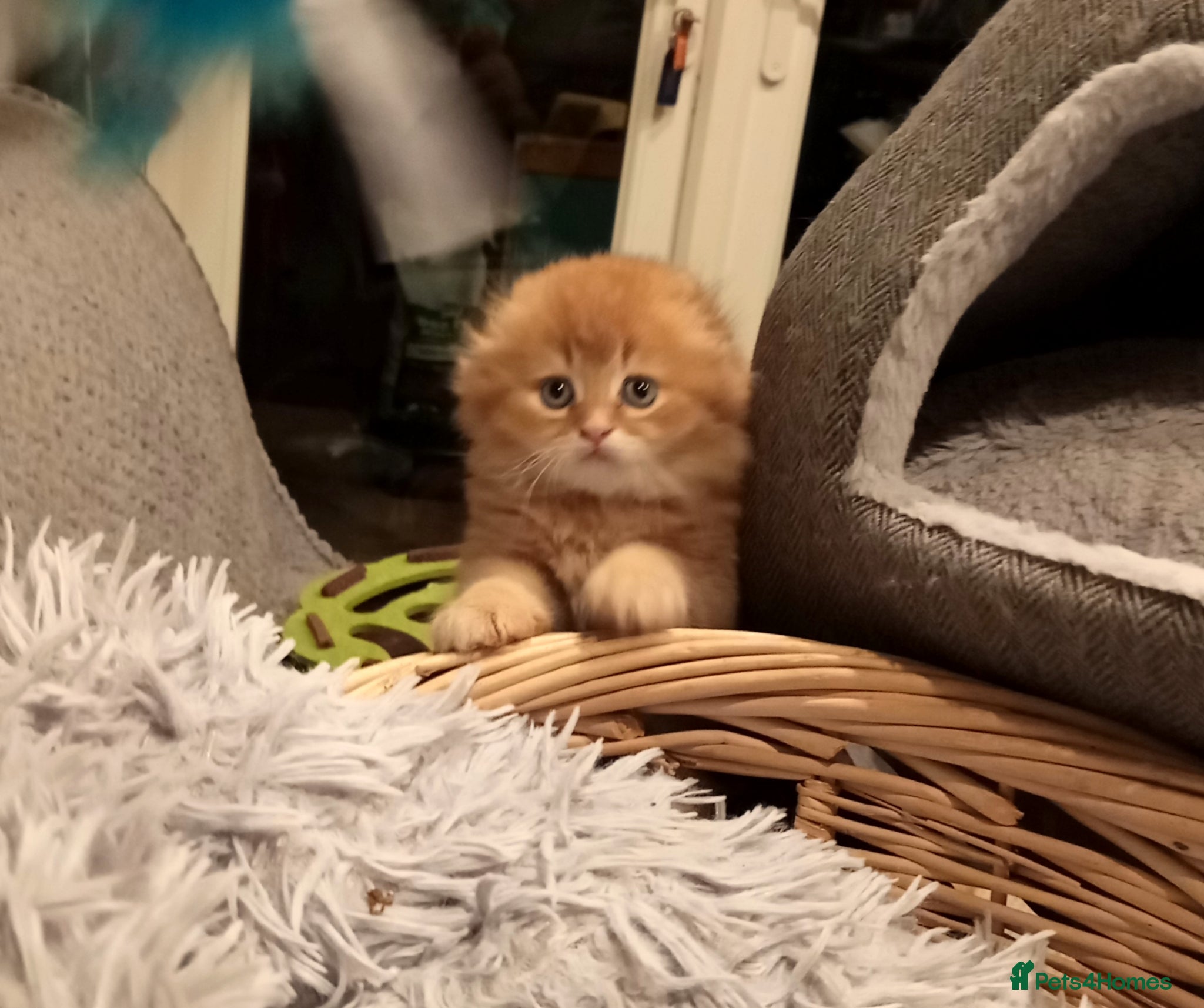 Scottish Fold cats One boy and 3 girls Scottish fold and straight  - Advert 2