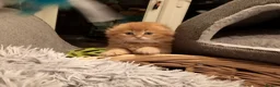 Scottish Fold cats for sale: One boy and 3 girls Scottish fold and straight  - Advert 1