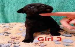 Staffordshire Bull Terrier dogs for sale: KC Registered Champions Bloodline Show Quality  - Image 20