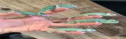 Chameleon reptiles for sale: Yemen Chameleon babies, Normal & Pieds - Advert 2