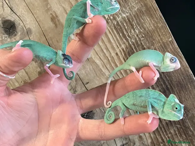 Chameleon reptiles Yemen Chameleon babies, Normal & Pieds - Advert 2