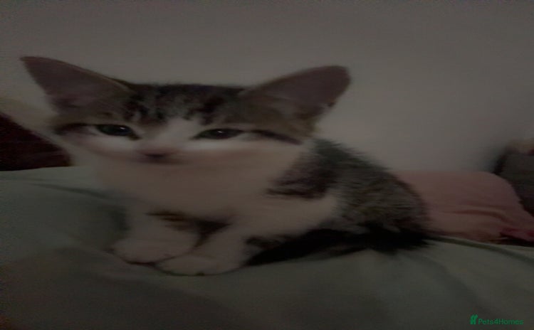 Mixed Breed cats - Advert 5